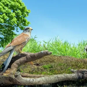 Kestrel (Falco tinnunculus) male, perched on fallen branch, UK. May Kestrel (Falco tinnunculus) male, perched on fallen branch, UK. May