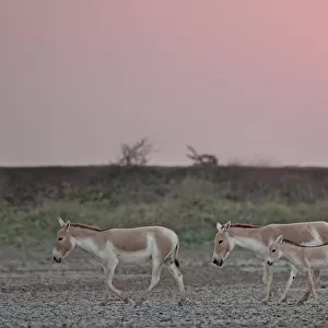 Khur / Asiatic wild ass (Equus hemionus) with foal, walking at sunset, Little Rann of Kutch