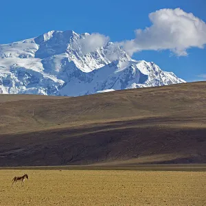 Kiang (Equus kiang) near Mount Shishapangma, Mt Qomolangma National Park, Qinghai Tibet Plateau