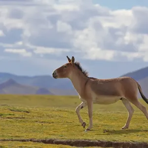 Le kiang (Equus kiang) marchant, Réserve naturelle nationale de Sanjiangyuan, Qinghai Hoh Xil. Le kiang (Equus kiang) marchant, Réserve naturelle nationale de Sanjiangyuan, Qinghai Hoh Xil.