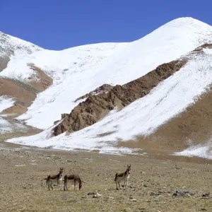 Kiangs (Equus kiang) on grassland near Tso Kar Lake, Chantang Wildlife Sanctuary