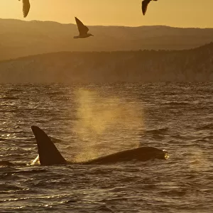 Killer whale / Orca (Orcinus orca) surfacing with three seabirds flying, Tysfjord