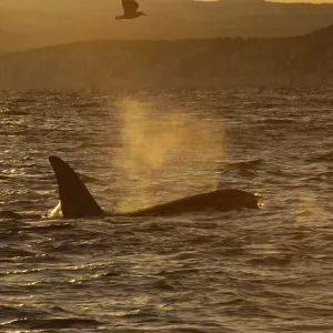 Killer whale / Orca (Orcinus orca) surfacing with three seabirds flying, Tysfjord