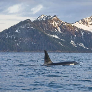 Killer Whale / Orca (Orcinus orca) large bull swimming in Resurrection Bay, Kenai