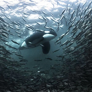Killer whale / Orca (Orcinus orca) large adult male stalking a large school of Herring