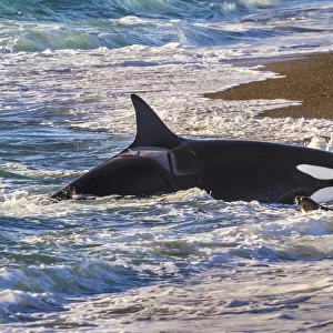 Killer whale / Orca (Orcinus orca) beached whilst hunting Sea lion (Otaria flavescens) close to the shore, Punta Norte Nature Reserve, Peninsula Valdes, Patagonia, Argentina, Atlantic Ocean