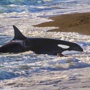 Killer whale beached print, Orca and Sea lion Killer whale beached print, Orca and Sea lion