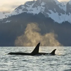 Killer WHale / Orca (Orcinus orca) bull and cow in Resurrection Bay, Kenai Fjords National Park Killer WHale / Orca (Orcinus orca) bull and cow in Resurrection Bay, Kenai Fjords National Park