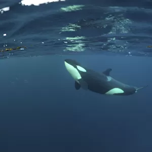Killer whale / Orca (Orcinus orca) just below the surface, Kristiansund, Nordmore