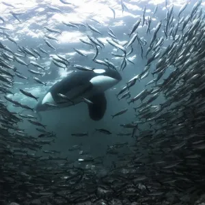Killer whale / Orca (Orcinus orca) large adult male stalking a large school of Herring Killer whale / Orca (Orcinus orca) large adult male stalking a large school of Herring