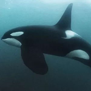 Killer whale / Orca (Orcinus orca) mature male, swimming underwater. Hamn, Senja, Norway