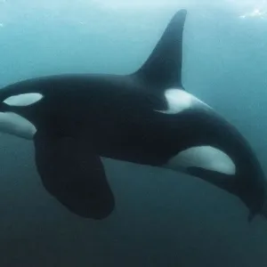 Killer whale Print - Underwater Image of Mature Male Killer whale Print - Underwater Image of Mature Male