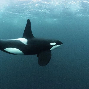 Killer whale / Orca (Orcinus orca) mature male, swimming underwater. Hamn, Senja, Norway, Atlantic Ocean