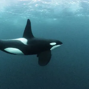 Killer whale Print: Underwater image of a mature male Orca Killer whale Print: Underwater image of a mature male Orca