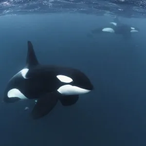 Killer whale / Orca (Orcinus orca) mature male in the foreground, with other mature Killer whale / Orca (Orcinus orca) mature male in the foreground, with other mature