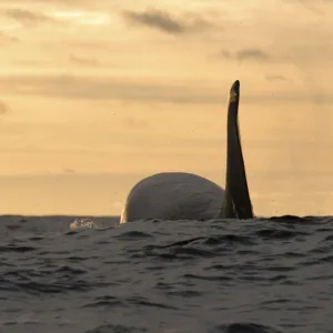 Killer whale / Orca (Orcinus orca) at surface, Kristiansund, Nordmre, Norway, February 2009