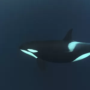 Killer whale / Orca (Orcinus orca) underwater, Kristiansund, Nordmre, Norway, February 2009
