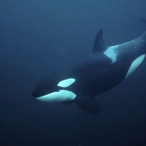 Killer whale / Orca (Orcinus orca) underwater, Tysfjord, Norway, November