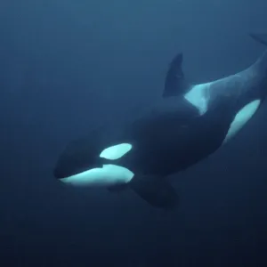 Ballena asesina / Orca (Orcinus orca) bajo el agua, Tysfjord, Noruega, noviembre. Ballena asesina / Orca (Orcinus orca) bajo el agua, Tysfjord, Noruega, noviembre.