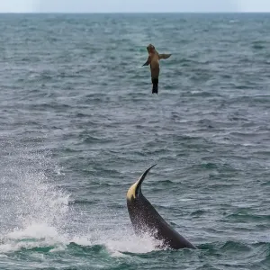 Killer whale / Orca (Orcinus orca) using tail to flip Sea lion (Otaria flavescens) prey out of the water, Punta Norte Nature Reserve, Peninsula Valdes, Patagonia, Argentina, Atlantic Ocean Killer whale / Orca (Orcinus orca) using tail to flip Sea lion (Otaria flavescens) prey out of the water, Punta Norte Nature Reserve, Peninsula Valdes, Patagonia, Argentina, Atlantic Ocean