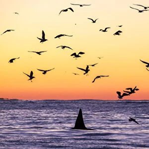 Killer whale (Orcinus orca) adult male surfacing at dusk surrounded by birds, who