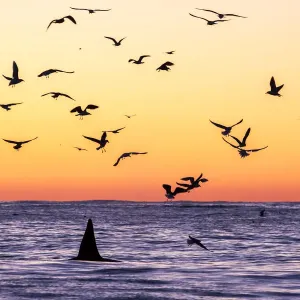 Ballena asesina (Orcinus orca) macho adulto emergiendo al atardecer rodeado de pájaros, quienes. Ballena asesina (Orcinus orca) macho adulto emergiendo al atardecer rodeado de pájaros, quienes.