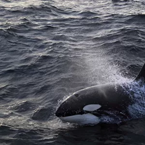 Killer whale (Orcinus orca) breaking surface. North Sea