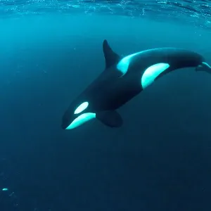 Ballena asesina (Orcinus orca) buceando y cazando arenques (Clupea harengus). Ballena asesina (Orcinus orca) buceando y cazando arenques (Clupea harengus).