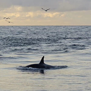 Killer whale (Orcinus orca) following Shetland pelagic trawler Charisma close to Eshaness