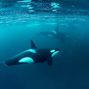 Killer whale (Orcinus orca) pod hunting together in herring baitball (Clupea harengus)