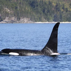 Killer whale (Orcinus orca) at surface, Johnstone strait, British Columbia, Canada