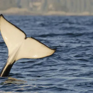 Killer whale (Orcinus orca) tail slapping at sunset, transient race, Vancouver Island