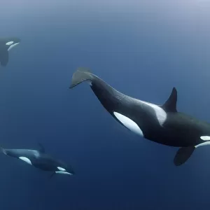 Three Killer whales / Orcas (Orcinus orca) underwater, Kristiansund, Nordmore, Norway