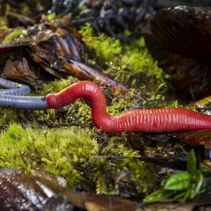 Kinabalu giant red leech (Mimobdella buettikoferi) feeding on Kinabalu giant earthworm