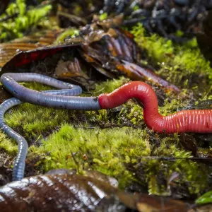 Kinabalu giant red leech feeding on earthworm print Kinabalu giant red leech feeding on earthworm print