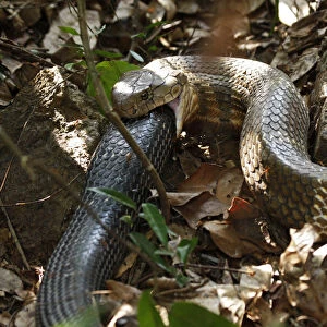 King cobra (Ophiophagus hannah) cannibalism, male swallowing female on forest floor