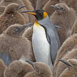 King Penguin (Aptenodytes patagonicus) adult standing amongst colony of chicks, Gold Harbor