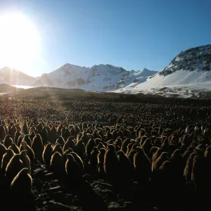 King penguin (Aptenodytes patagonicus) chicks in mass breeding colony, St Andrews Bay