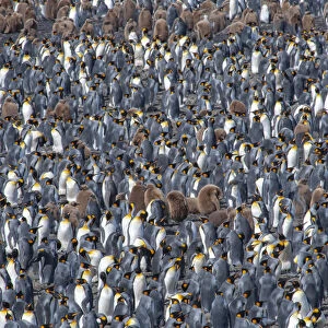 King penguin (Aptenodytes patagonicus) breeding colony, Salisbury Plain, South Georgia