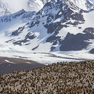 King penguin (Aptenodytes patagonicus) breeding colony with chicks in creche