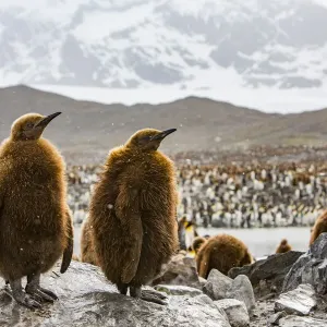 King penguin (Aptenodytes patagonicus), two chicks standing on rock within breeding King penguin (Aptenodytes patagonicus), two chicks standing on rock within breeding