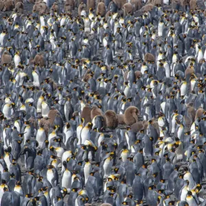 King penguin (Aptenodytes patagonicus) breeding colony, Salisbury Plain, South Georgia King penguin (Aptenodytes patagonicus) breeding colony, Salisbury Plain, South Georgia