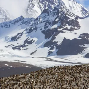 King penguin (Aptenodytes patagonicus) breeding colony with chicks in creche King penguin (Aptenodytes patagonicus) breeding colony with chicks in creche