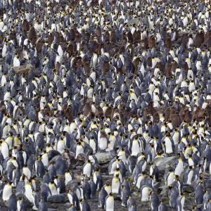 King penguin (Aptenodytes patagonicus) breeding colony including adults and chicks King penguin (Aptenodytes patagonicus) breeding colony including adults and chicks