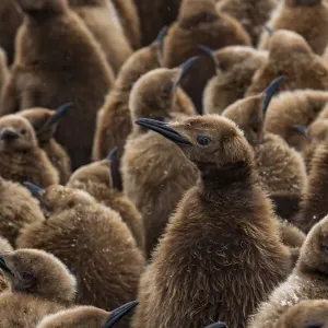 King penguin (Aptenodytes patagonicus) chicks in creche in breeding colony King penguin (Aptenodytes patagonicus) chicks in creche in breeding colony