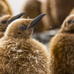 King penguin (Aptenodytes patagonicus) chicks in creche within breeding colony King penguin (Aptenodytes patagonicus) chicks in creche within breeding colony
