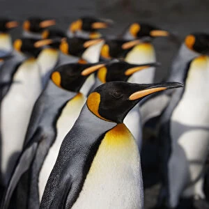 King penguin (Aptenodytes patagonicus) colony. Right Whale Bay, South Georgia. September