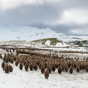 King penguin (Aptenodytes patagonicus) colony. Right Whale Bay, South Georgia Island Panoramic composite view King penguin (Aptenodytes patagonicus) colony. Right Whale Bay, South Georgia Island Panoramic composite view