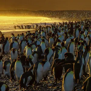 King penguin (Aptenodytes patagonicus) colony at dawn, Salisbury Plain, South Georgia King penguin (Aptenodytes patagonicus) colony at dawn, Salisbury Plain, South Georgia