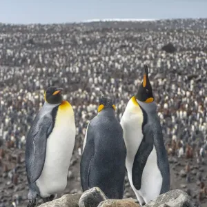 King Penguin (Aptenodytes patagonicus) colony at Salisbury Plain, South Georgia King Penguin (Aptenodytes patagonicus) colony at Salisbury Plain, South Georgia